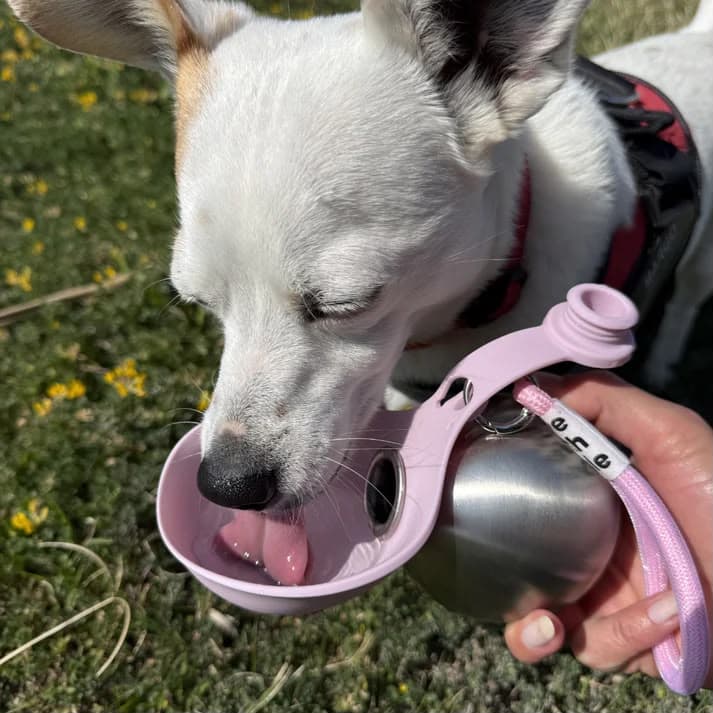 Chihuahua trinkt aus der rosa PfotenQuell Flasche